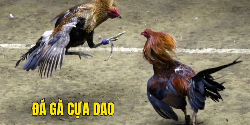 Đá Gà Cựa Dao 99OK: Mẹo Chơi Đá Gà Cực Hay 2 Luật chơi đá gà cựa dao