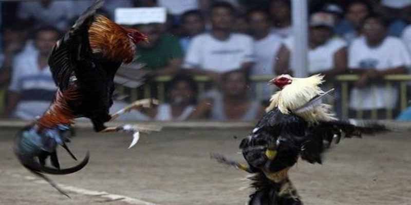 Đá Gà Cựa Dao 99OK: Mẹo Chơi Đá Gà Cực Hay 4 Tương lai của đá gà cựa dao